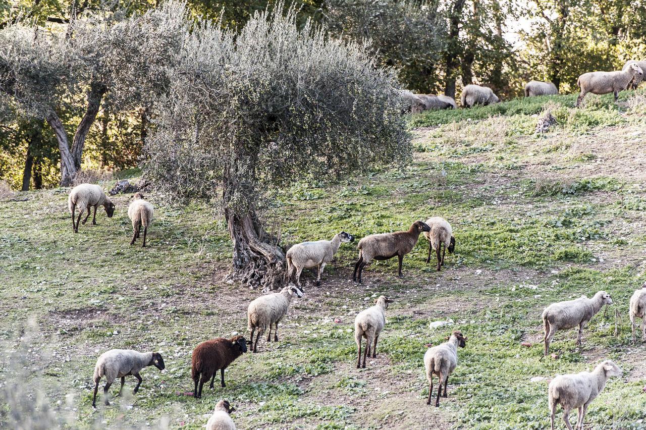 Tenuta San Felice Giano dellʼUmbria Kültér fotó
